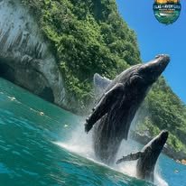 Avistamiento de ballenas